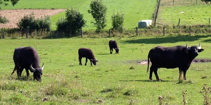 Wasserbüffelwiese bei Asseln